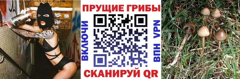 Псилоцибиновые грибы мицелий  Котовск 